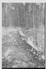 Pactolus forest fire 